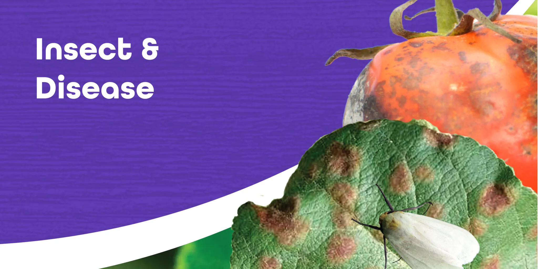 Bonide garden pest control products