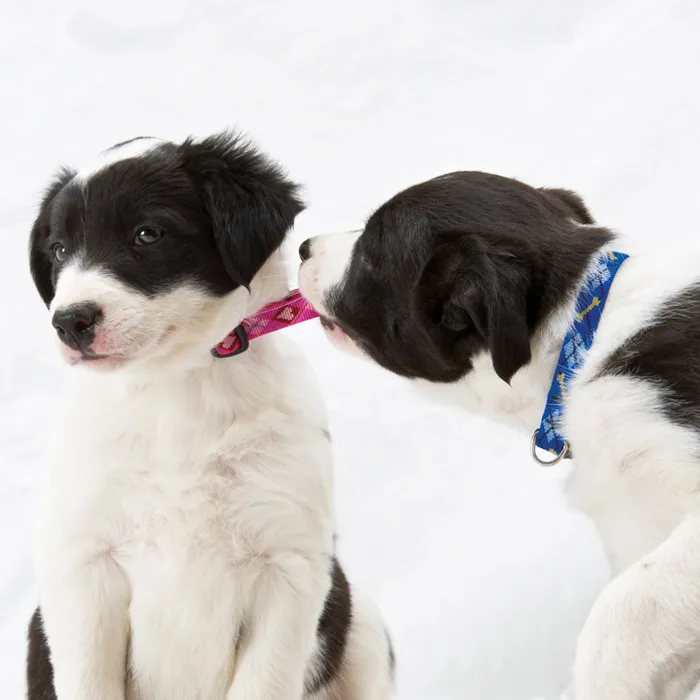 Even-If-Chewed Guarantee