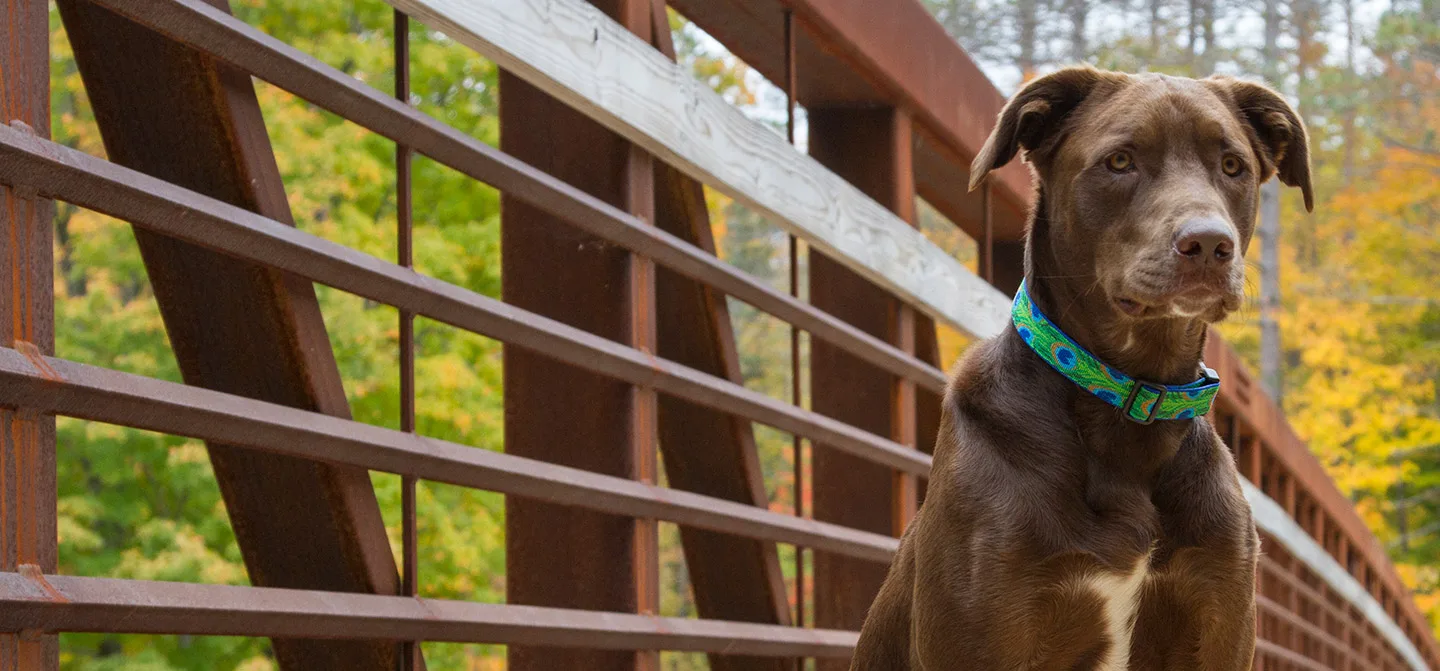 Dog wearing Lupine collar on Florida beach