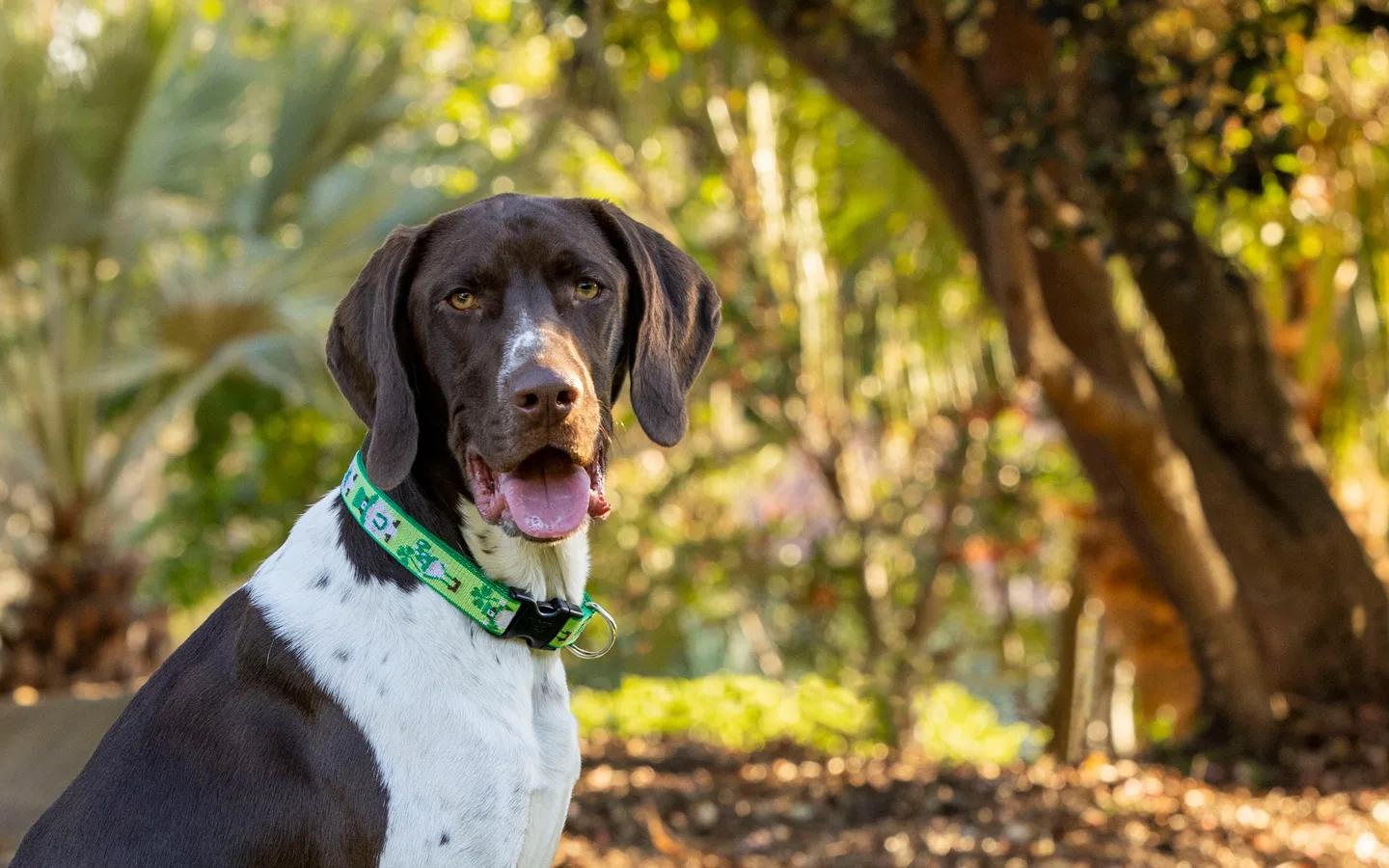 Lupine dog collars and leashes