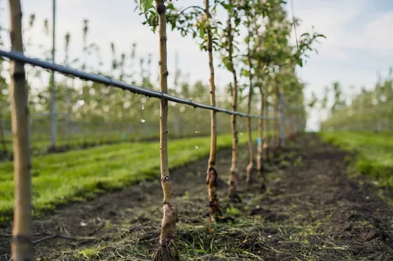 Drip Irrigation Systems