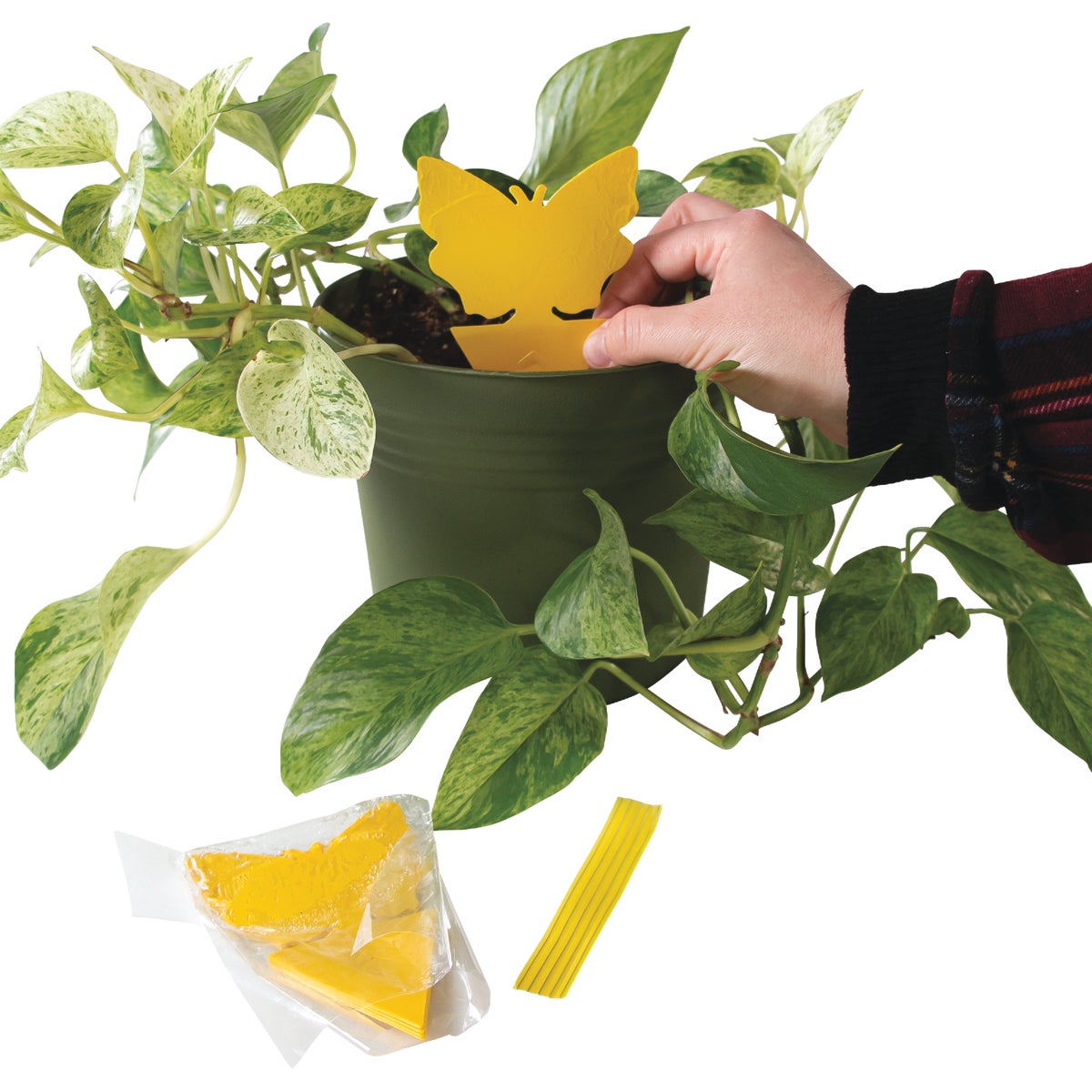 Intruder The Better Bugtrap for Plants - Thumbnail 2