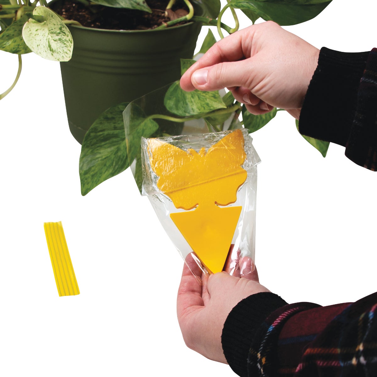 Intruder The Better Bugtrap for Plants